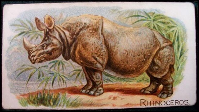 44 Rhinoceros